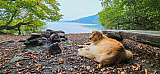 Chieme (Zugersee)