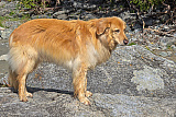 Susch / Zernez