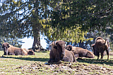 Bison Ranch, Les Pres-d'Orvin
