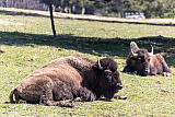 Bison Ranch, Les Pres-d'Orvin