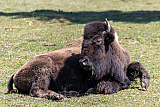 Bison Ranch, Les Pres-d'Orvin