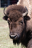 Bison Ranch, Les Pres-d'Orvin