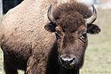 Bison Ranch, Les Pres-d'Orvin