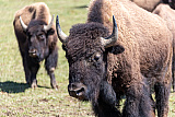 Bison Ranch, Les Pres-d'Orvin