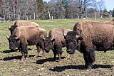 Bison Ranch, Les Pres-d'Orvin