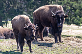 Bison Ranch, Les Pres-d'Orvin