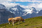 Kleine Scheidegg und Umgebung