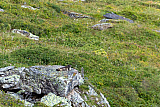 Kleine Scheidegg und Umgebung