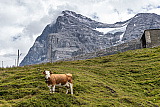 Kleine Scheidegg und Umgebung