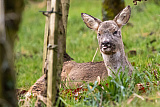 Leider war das Reh verletzt und wurde wenige Tage sp&auml;ter vom lokalen J&auml;ger erl&ouml;st.... - Kleiner Ferien-Mix