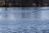 Am Inkwilersee... - Kleiner Ferien-Mix