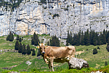 Ferien im Alpstein