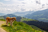 Ferien im Alpstein